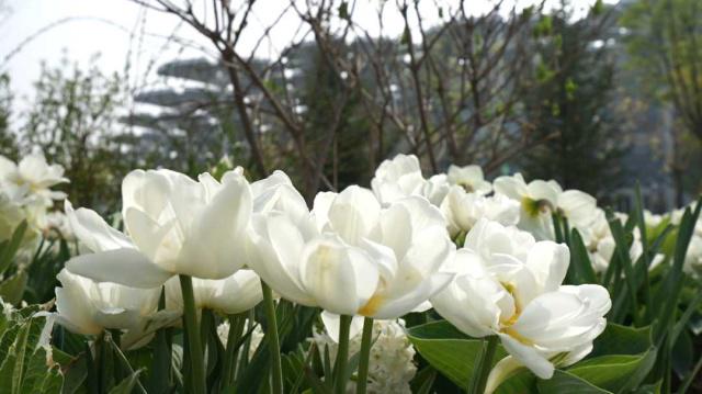 そうだ、花見に行こう！カラフルな花いっぱいの北京世園會(huì)