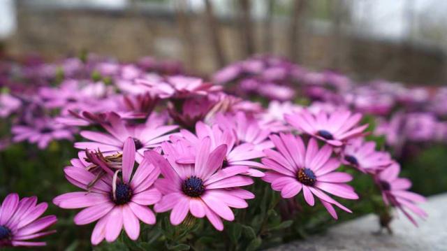 そうだ、花見に行こう！カラフルな花いっぱいの北京世園會