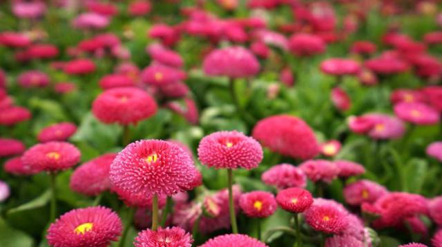 そうだ、花見(jiàn)に行こう！カラフルな花いっぱいの北京世園會(huì)