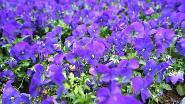 そうだ、花見に行こう！カラフルな花いっぱいの北京世園會