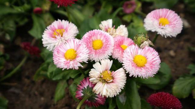 そうだ、花見(jiàn)に行こう！カラフルな花いっぱいの北京世園會(huì)