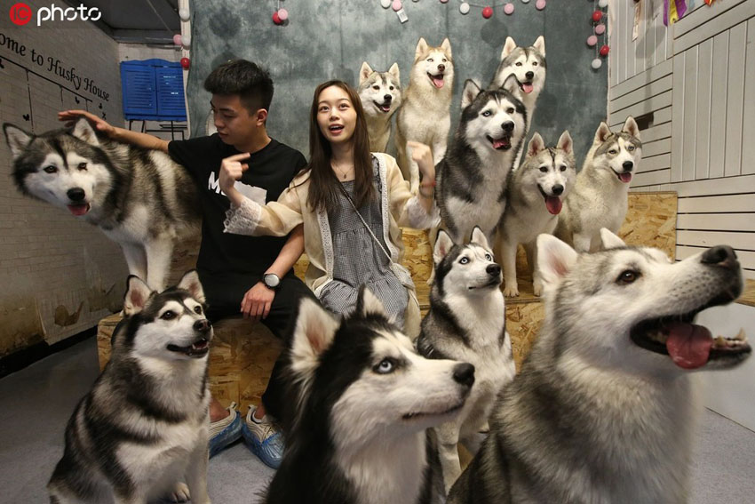 ハスキー犬に囲まれ幸せを感じよう！北京で人気のカフェ