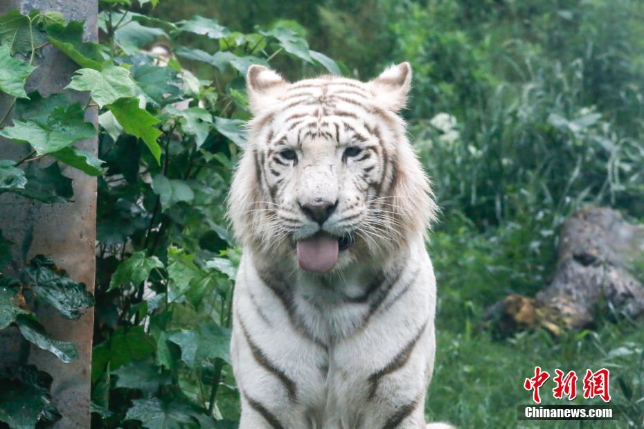 動物界からも笑顔を！世界スマイルデー