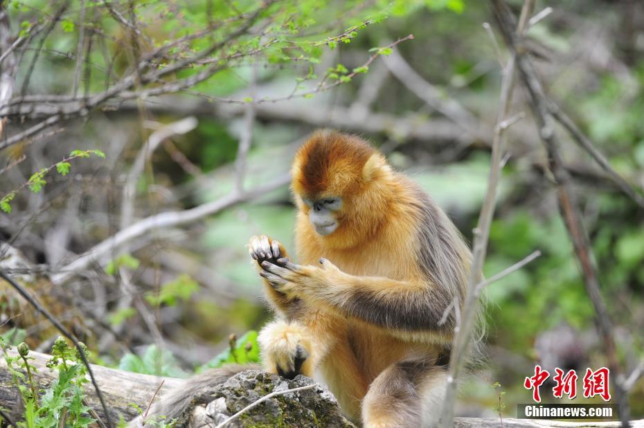 神農(nóng)架の生態(tài)環(huán)境が改善され、キンシコウが著実に増加