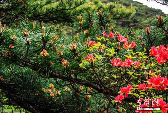 金色の鈴のように枝いっぱいに咲く黃山松の花 安徽省