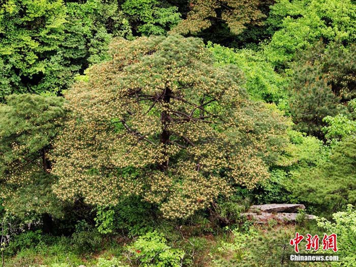 金色の鈴のように枝いっぱいに咲く黃山松の花 安徽省