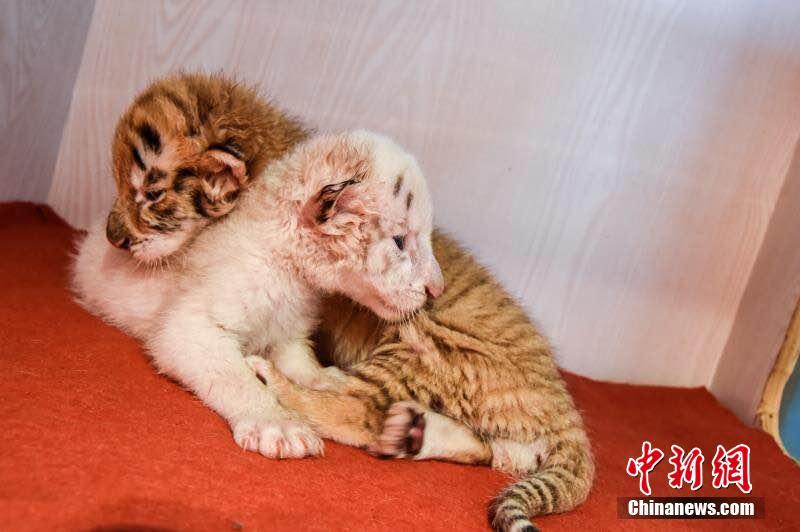 ゴールデンタイガーとホワイトタイガーの雙子の赤ちゃん（畫像は杭州野生動物世界が提供）。