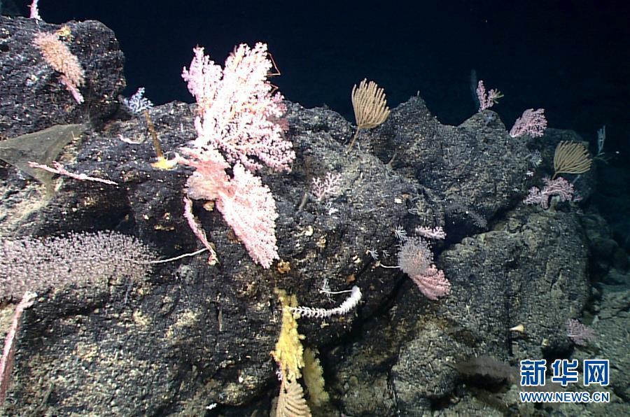 中國(guó)、マリアナ海溝で「海底の花園」を発見