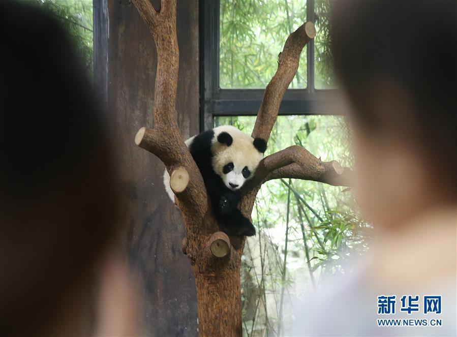 上海野生動(dòng)物園の赤ちゃんパンダの名前が「七七」に