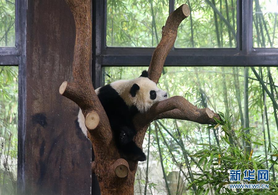 上海野生動(dòng)物園の赤ちゃんパンダの名前が「七七」に