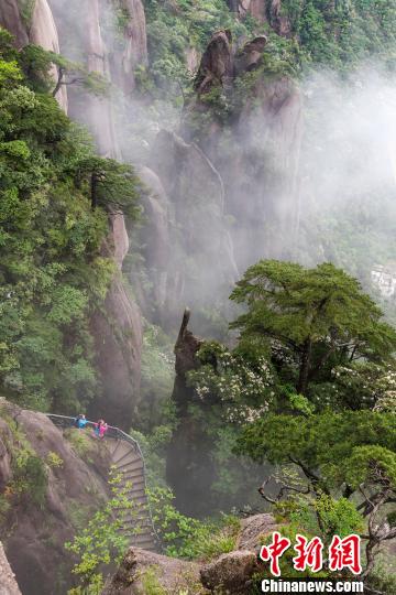 現(xiàn)世の仙境、動植物の王國 江西?三清山