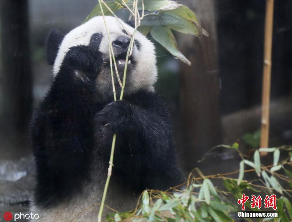 10日、東京の上野動物園で、竹をかじるパンダ「シャンシャン」。（寫真著作権は東方ICが所有のため転載禁止）。