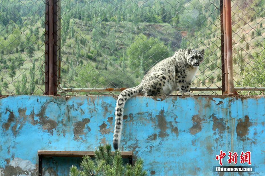 中國で初めて人工繁殖?飼育に成功したユキヒョウが繁殖活動へ