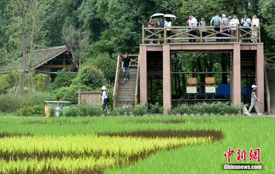 田んぼに出現(xiàn)した巨大「パンダ」　四川省