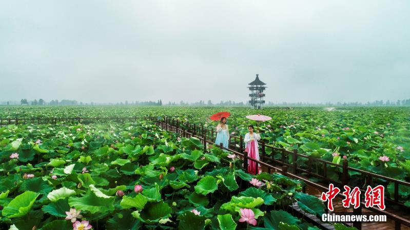 そぼ降る雨に濡れながら咲く蓮の花　江西省