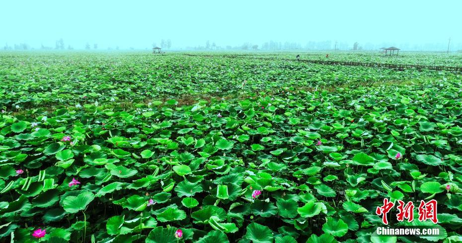 そぼ降る雨に濡れながら咲く蓮の花　江西省