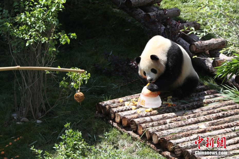 成都生まれの2頭のパンダ、青蔵高原で初めての誕生祝い