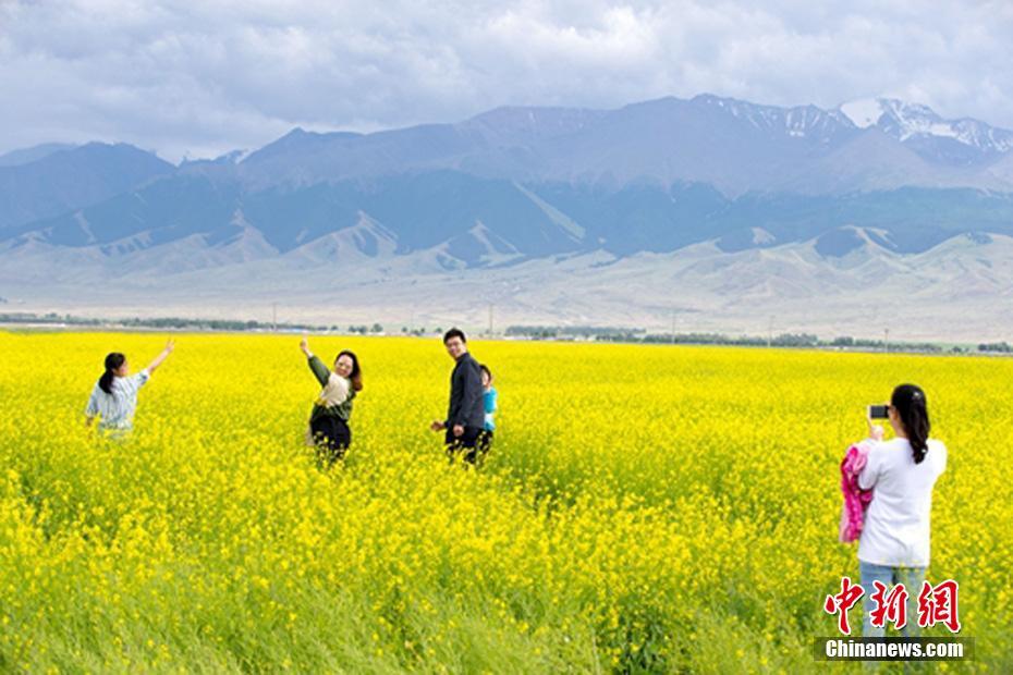 新疆東天山で菜の花が開(kāi)花シーズン　金色の絵巻広がる