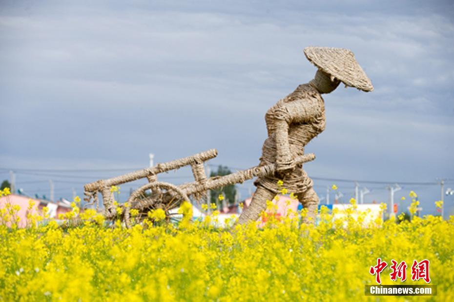 新疆東天山で菜の花が開(kāi)花シーズン　金色の絵巻広がる