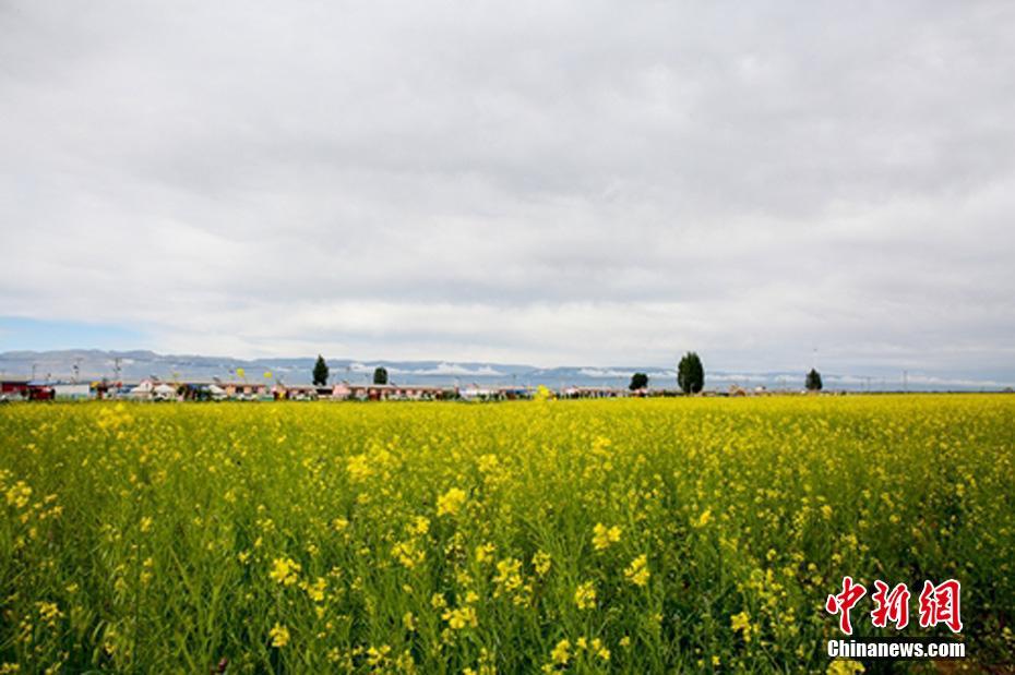 新疆東天山で菜の花が開花シーズン　金色の絵巻広がる