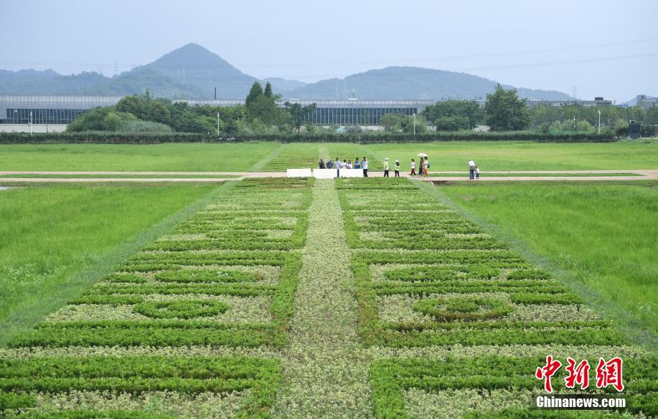 世界遺産登録で人気高まる良渚古城遺跡公園　1日3千人に入場制限