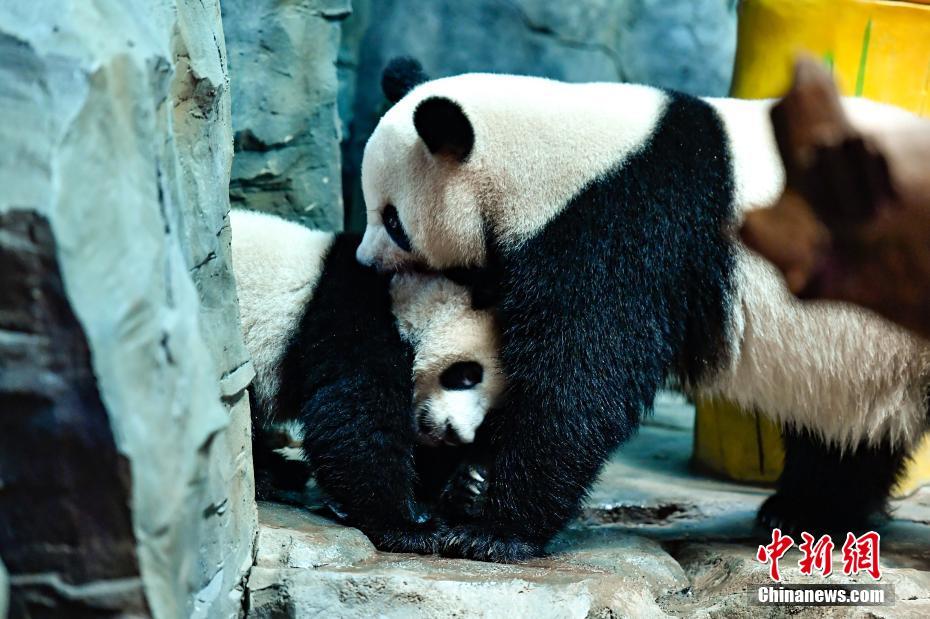 華南エリア初の2代目子パンダ「隆仔」が1歳の誕生日