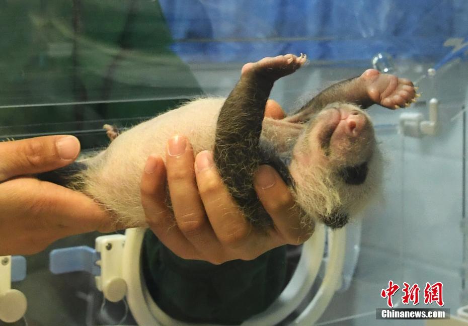 重慶市動(dòng)物園のパンダ2頭が同じ日にそれぞれ雙子を出産