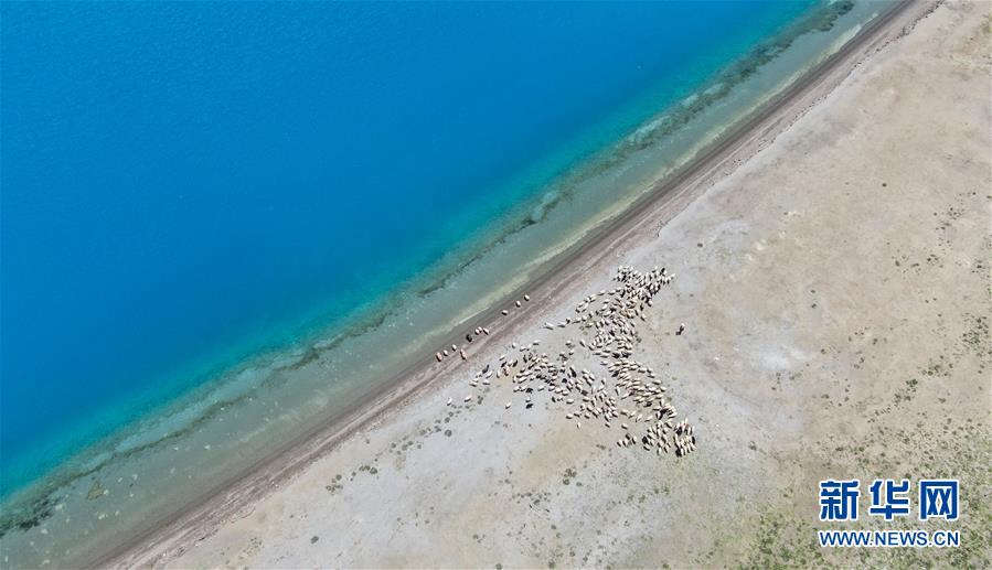 ヤムドク湖に水を飲みにやって來(lái)た羊の群れ（7月22日ドローンによる撮影?晉美多吉）。