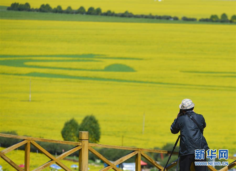 観光客を魅了する一面の菜の花畑　青海省門源