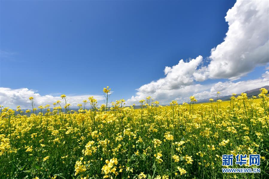 観光客を魅了する一面の菜の花畑　青海省門源