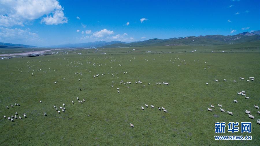 青い空、白い雲(yún)、緑の草原広がる美しい夏の放牧風(fēng)景　青海省