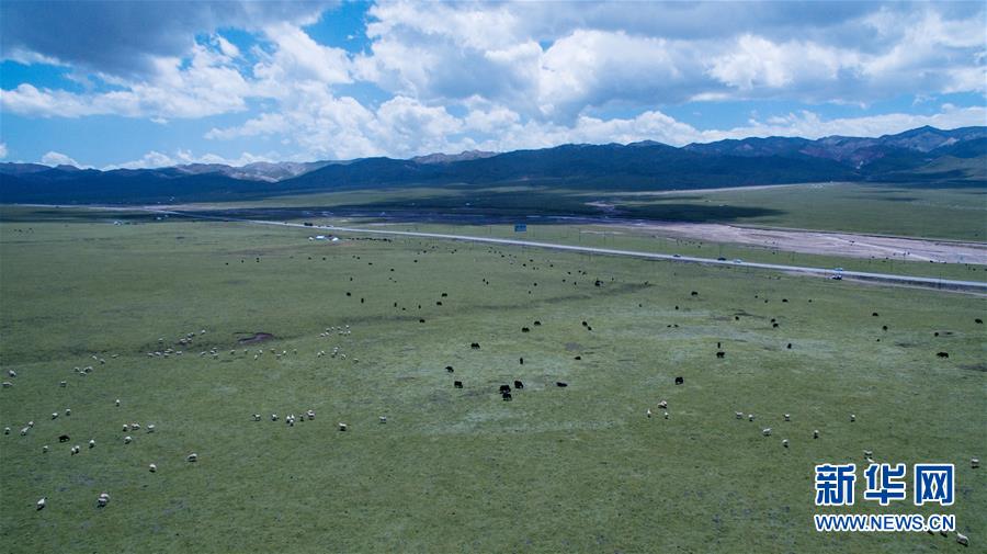 青い空、白い雲(yún)、緑の草原広がる美しい夏の放牧風(fēng)景　青海省