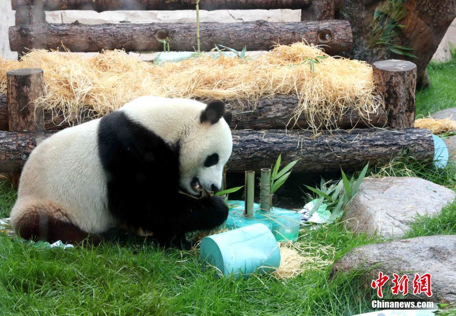 モスクワ動物園でパンダ2頭の誕生日イベント　ロシア