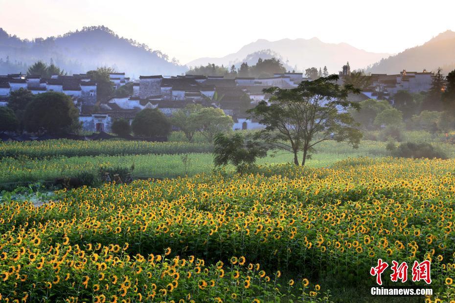 7月31日、ヒマワリが満開を迎えた安徽省黃山市安徽黟県（撮影?施広徳）。