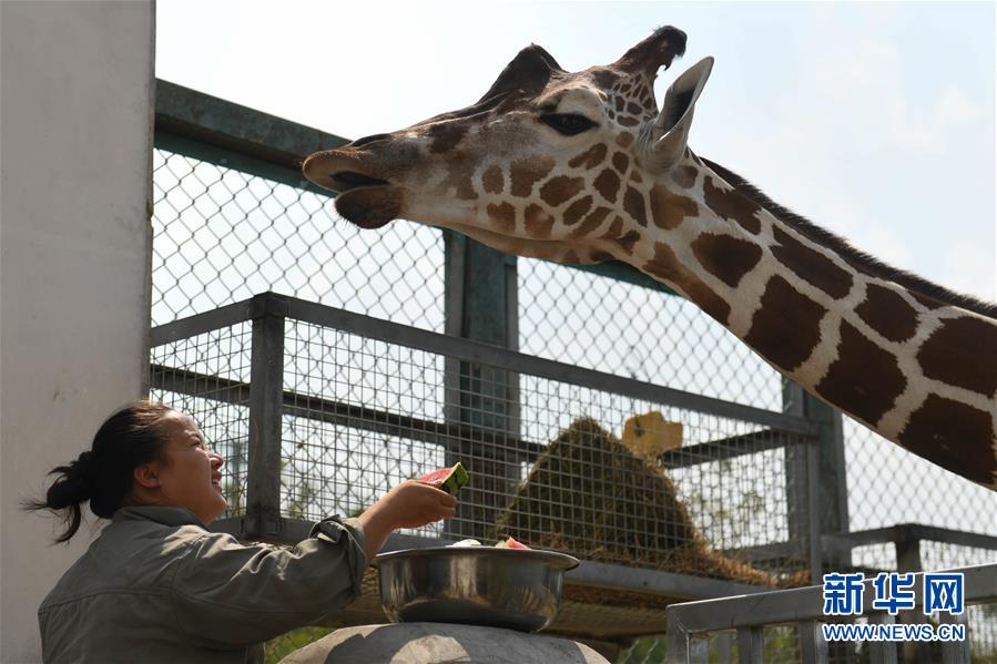 夏を涼しく過ごす動物たち　安徽省合肥