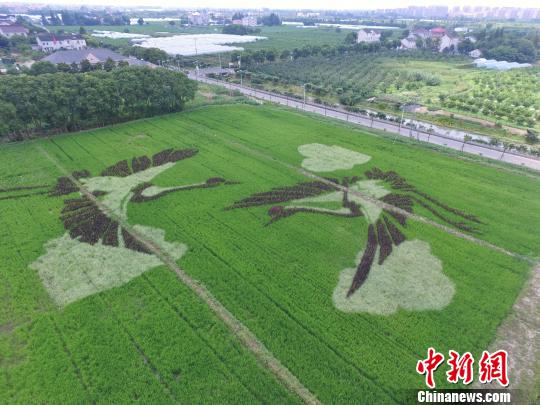 青々とした水田にツルが羽ばたく田んぼアート　上海