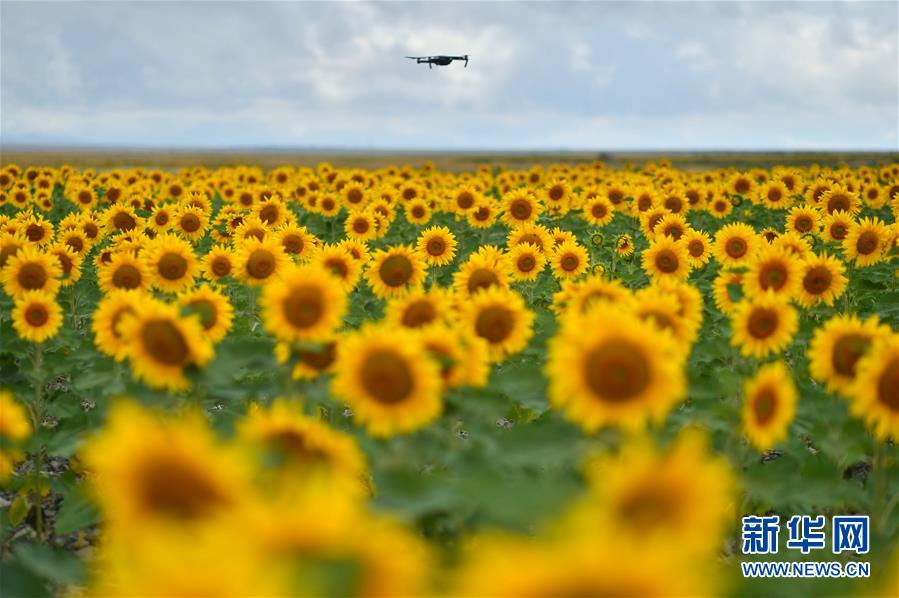 甘粛省白銀市景泰県寺灘郷で撮影された満開のヒマワリ畑（8月13日、撮影?聶建江）。