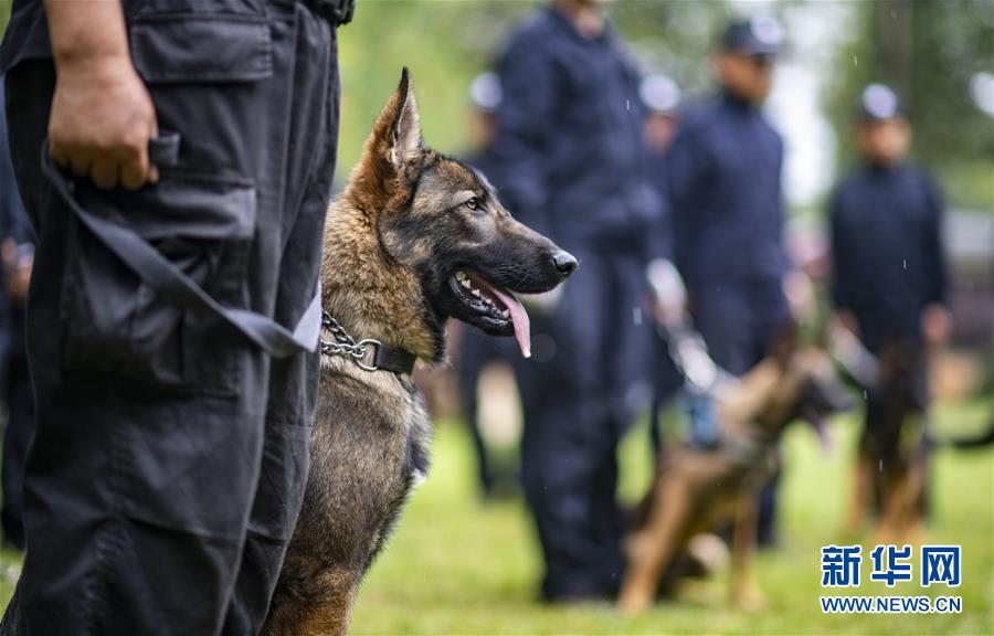 8月22日、警察犬試験に臨むクローン犬の「昆勛（クンシュン）（撮影?江文耀）。