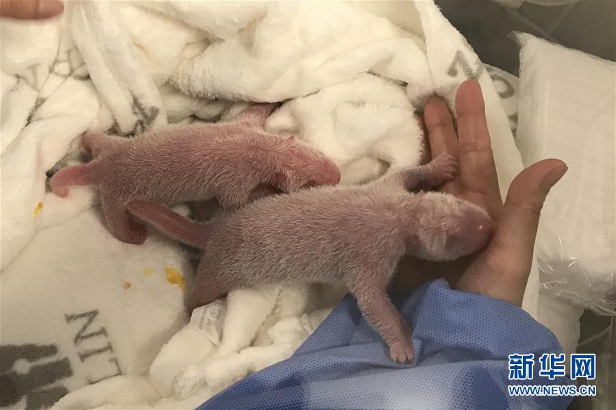 9月2日にドイツベルリン動物園が公開した雙子の赤ちゃんパンダの寫真。