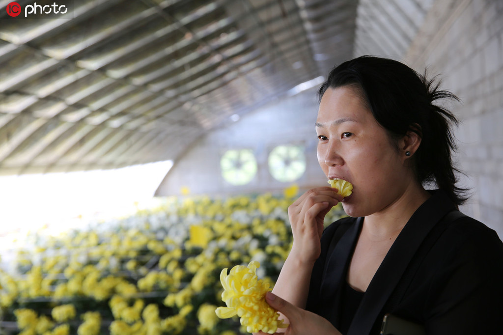 大輪の黃色の菊を摘み、生で食べる女性。女性によると、初めて食べたが、歯觸りも良く、口にほんのりと菊の香りが広がり、とても美味だという（寫(xiě)真著作権は東方ICが所有のため転載禁止）。