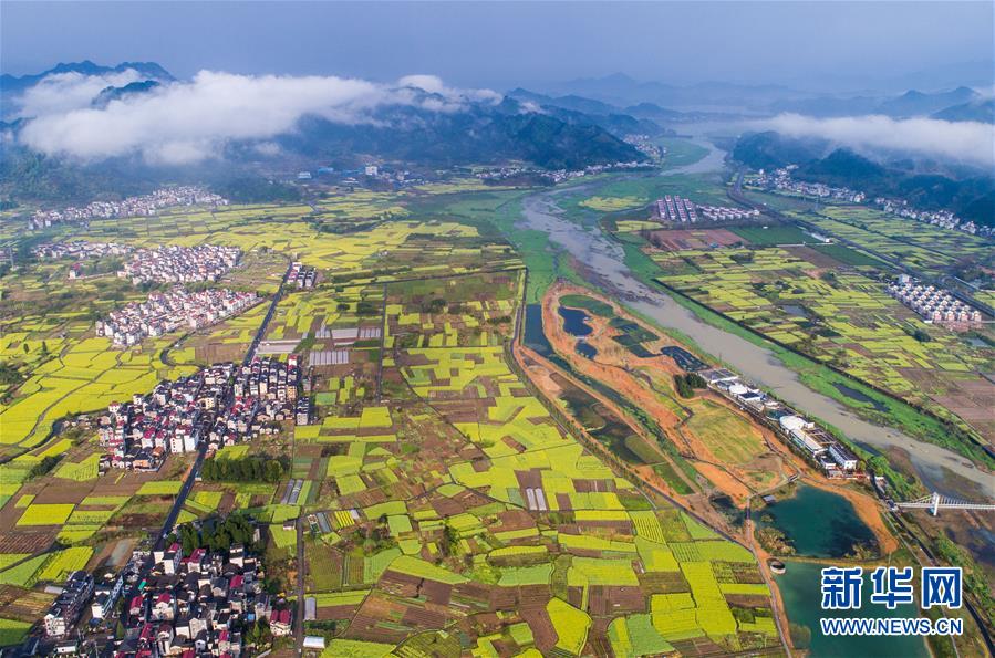 周辺の広大な菜の花が美しいコントラストを生み、春の美しい田園風(fēng)景が広がる浙江省杭州市淳安県千島湖汾口鎮(zhèn)濕地公園（2018年4月3日、ドローンによる撮影?徐昱）。