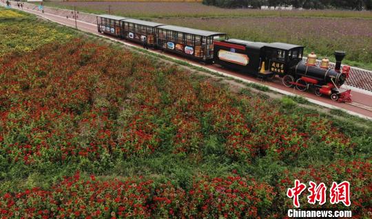 満開のランタナの花畑を走るミニSL　甘粛省山丹県