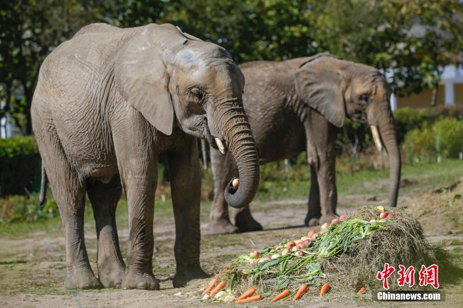 動(dòng)物園の動(dòng)物たちも東北地方の風(fēng)習(xí)に倣いご馳走たっぷり　黒竜江省