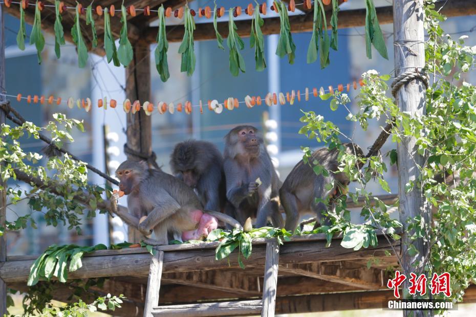 動(dòng)物園の動(dòng)物たちも東北地方の風(fēng)習(xí)に倣いご馳走たっぷり　黒竜江省