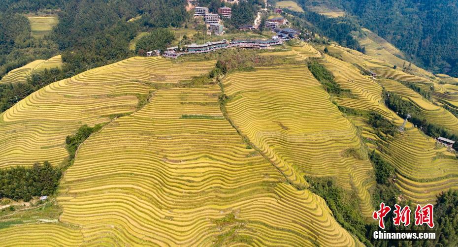 秋色の広西竜脊梯田で稲が成熟　大勢の観光客が訪れる