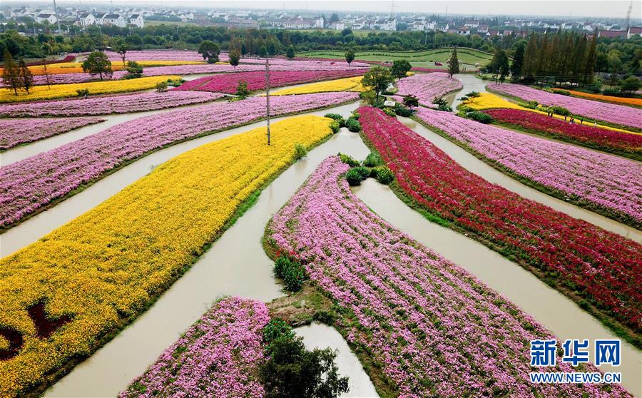 深まる秋に咲き亂れるコスモスの花　上海市