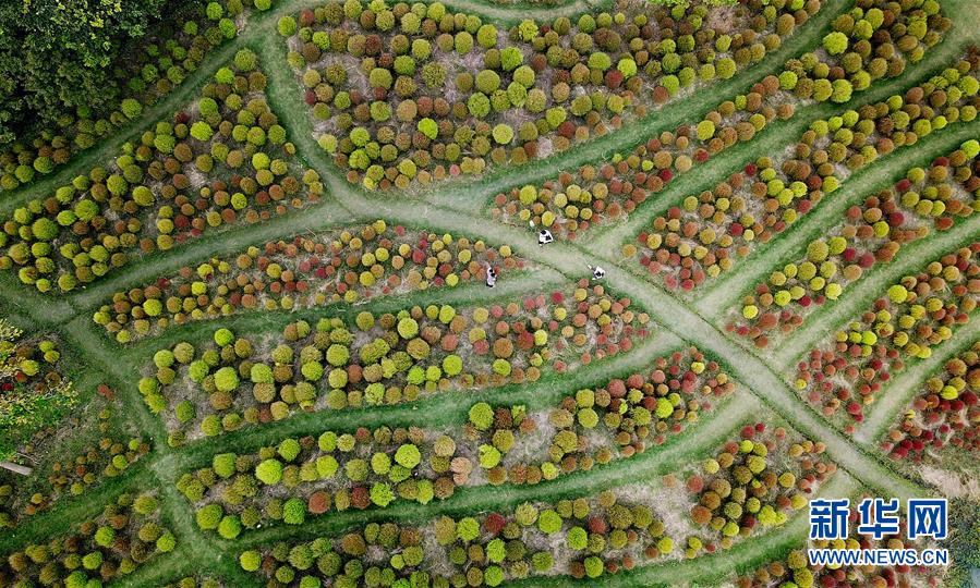 深まる秋に咲き亂れるコスモスの花　上海市