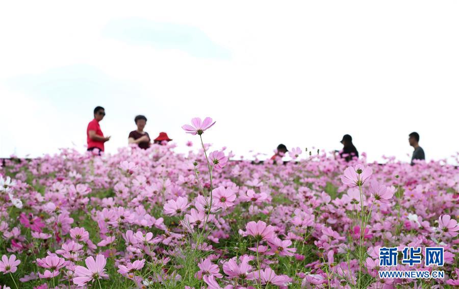 深まる秋に咲き亂れるコスモスの花　上海市