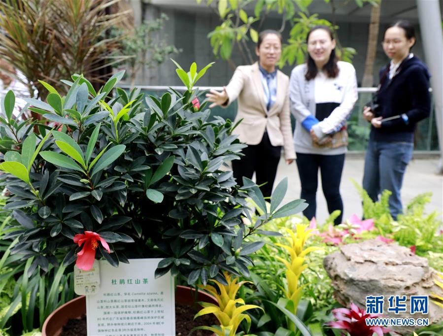 北京世園會(huì)展示の極めて希少な植物約200點(diǎn)が北京植物園へ