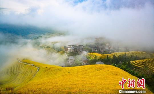 棚田にたなびく雲(yún)霧が織りなす美しい風(fēng)景　広西竜勝